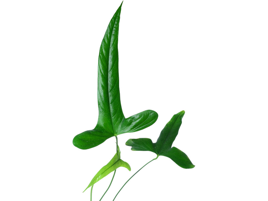 anthurium furcatum Anthurium falcatum Ecuagenera — Ecuagenera USA Corp