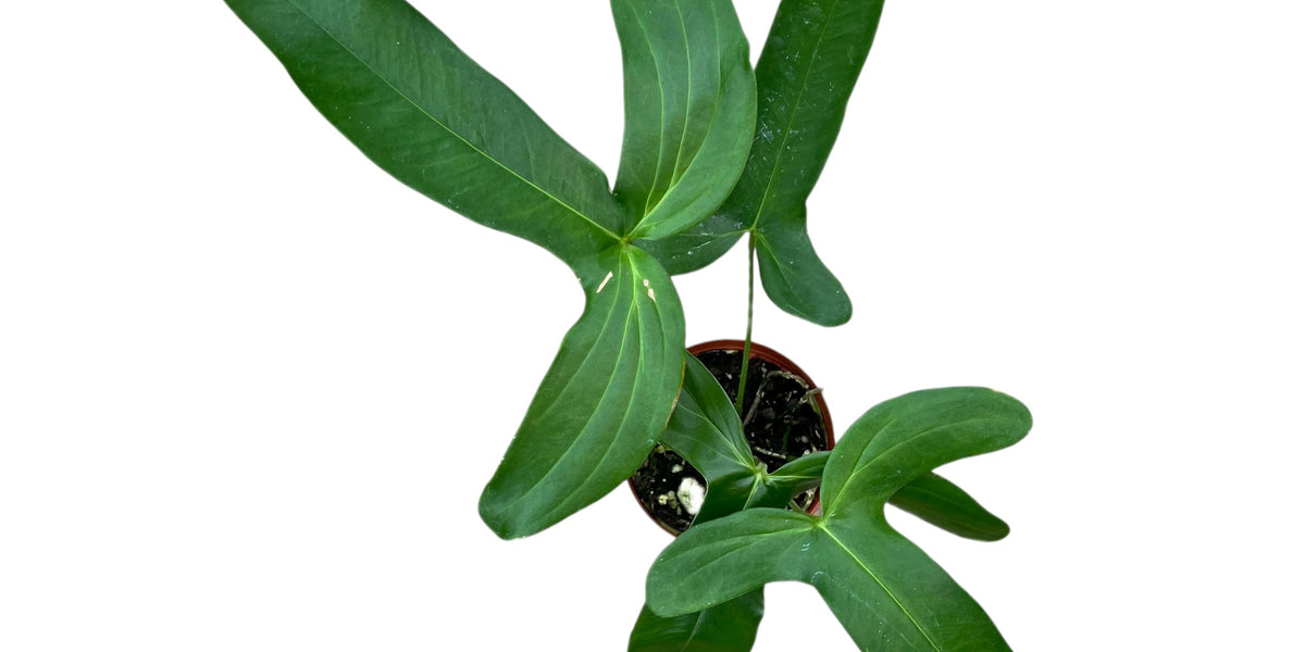 Anthurium falcatum aff — Ecuagenera USA Corp
