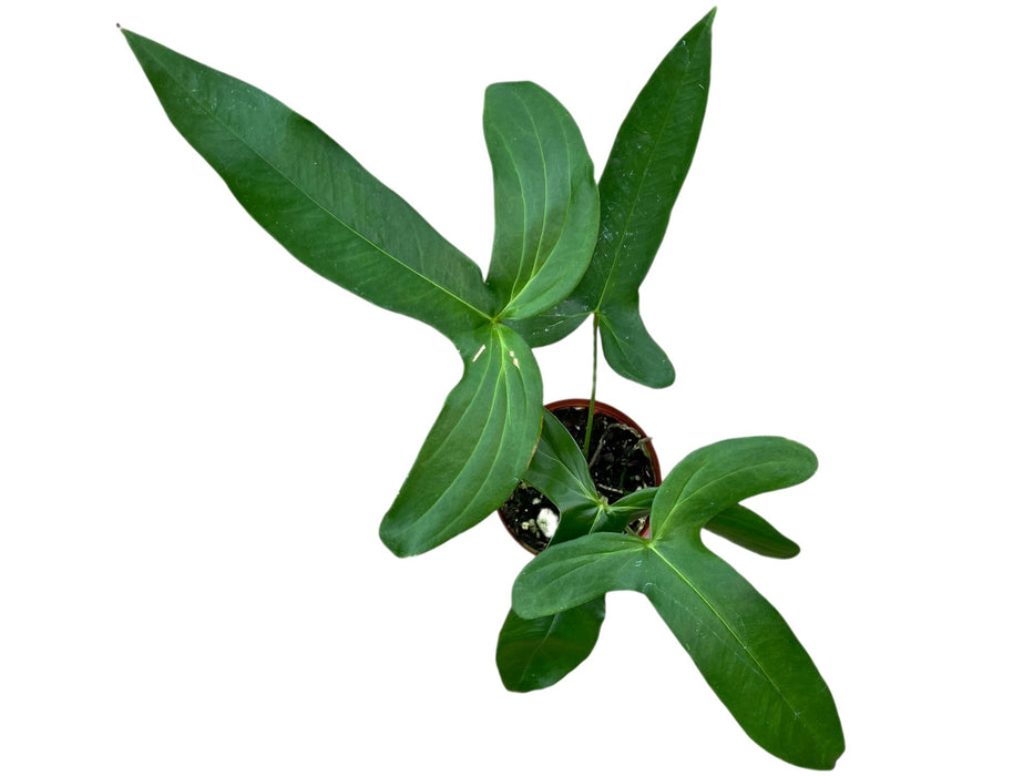 Anthurium falcatum aff