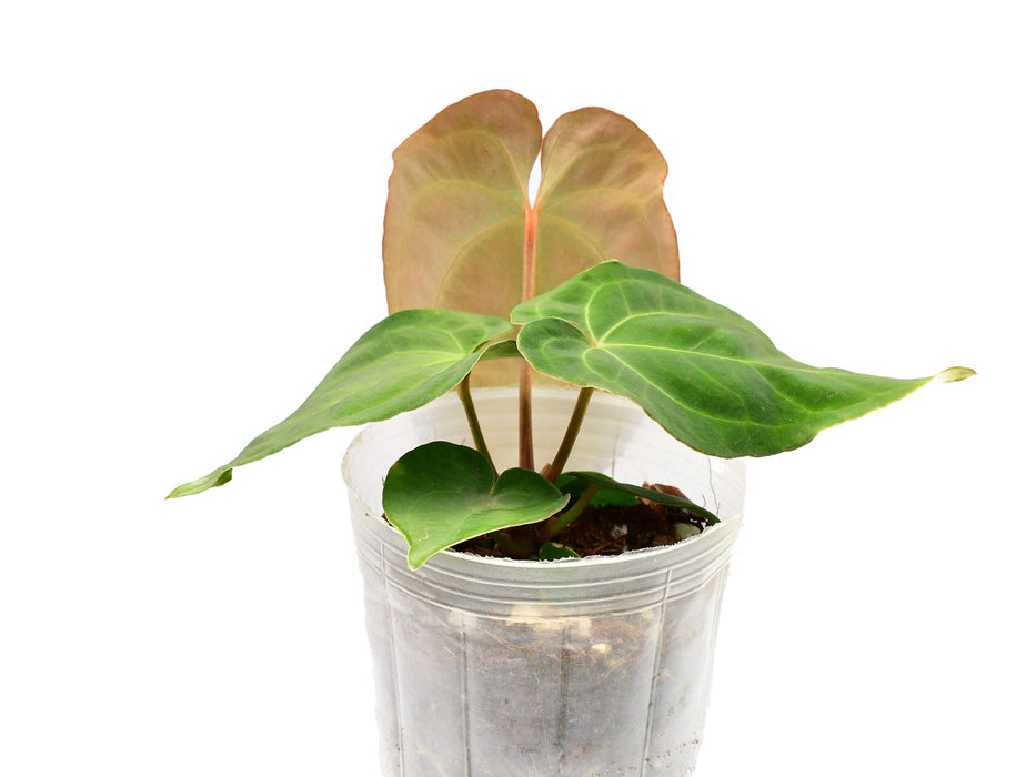 anthurium fantasy love Anthurium Fantasy — Ecuagenera USA Corp