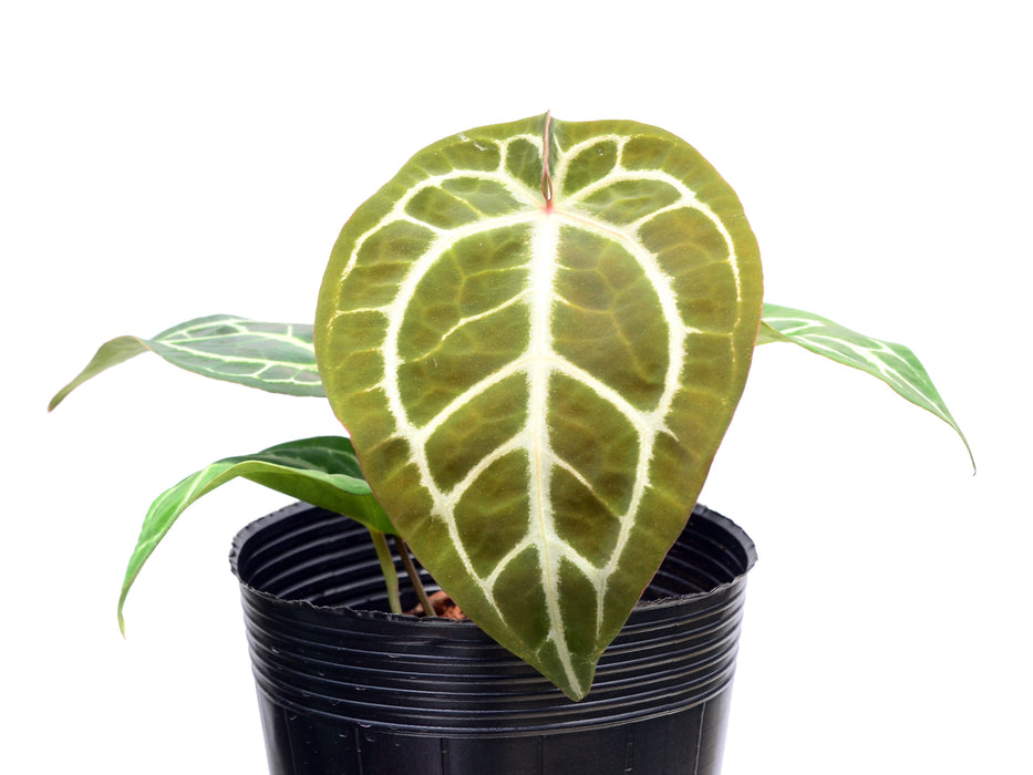 Anthurium forgetii 'Cup Leafs' x (Anth.Dr. Block F2 x NSE Red Crystal)