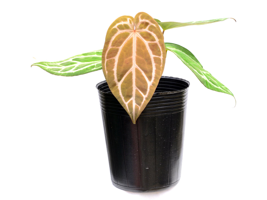Anthurium forgetii 'Cup Leafs' x (Anth.Dr. Block F2 x NSE Red Crystal)