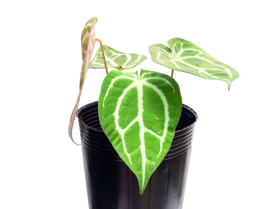 Anthurium forgetii 'Cup Leafs' x (Anth.Dr. Block F2 x NSE Red Crystal)