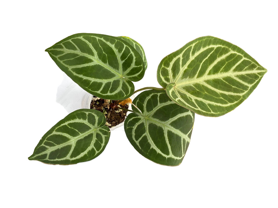 Anthurium forgetii 'Cup Leafs' x (Anth.Dr. Block F2 x NSE Red Crystal)