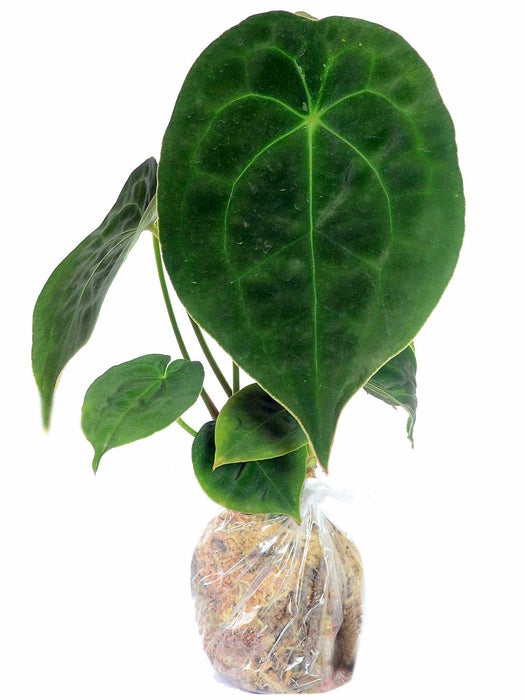 anthurium forgetii mature Anthurium forgetii