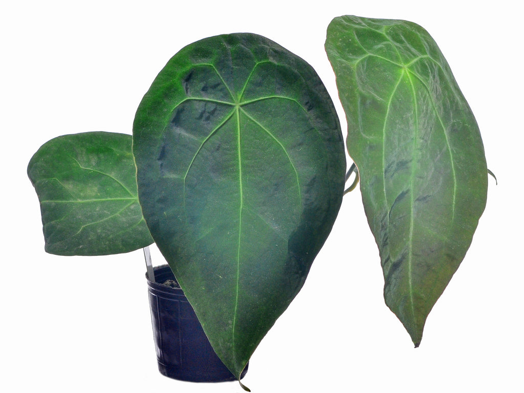n*v様 Anthurium Forgetii Var × Red Eye Anthurium_forgetii_plant_1024x