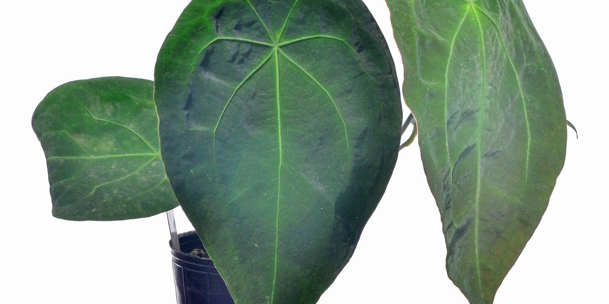 anthurium forgetii green Anthurium forgetii