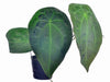 Anthurium forgetii