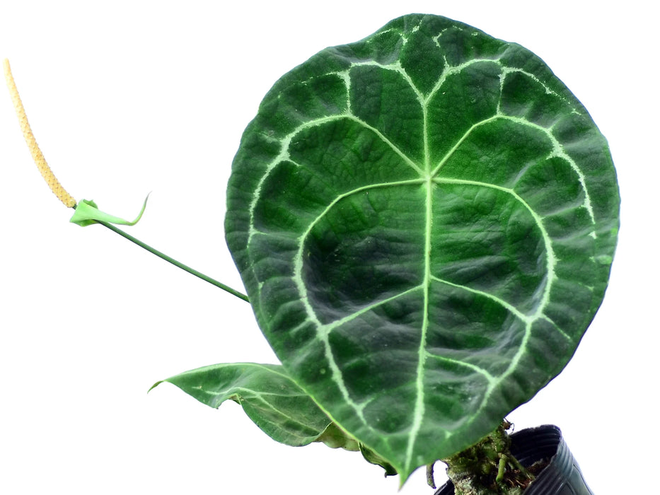 anthurium fasciale Anthurium forgetii white stripes — Ecuagenera USA Corp