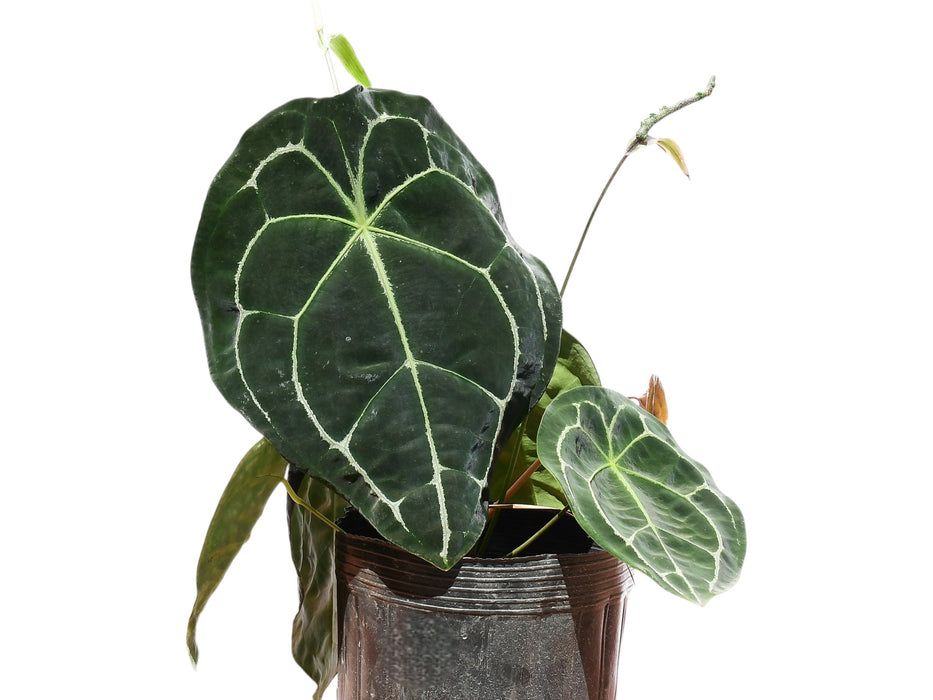 Anthurium forgetii white stripes