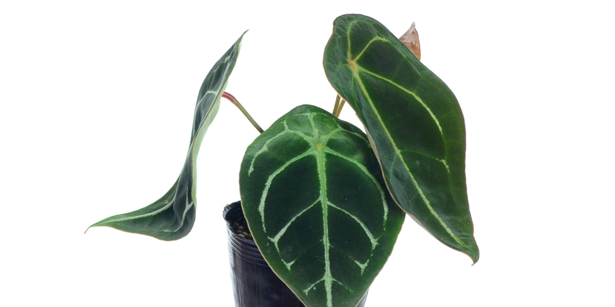 green and white anthurium Anthurium forgetii white stripes (seedling) — Ecuagenera USA Corp