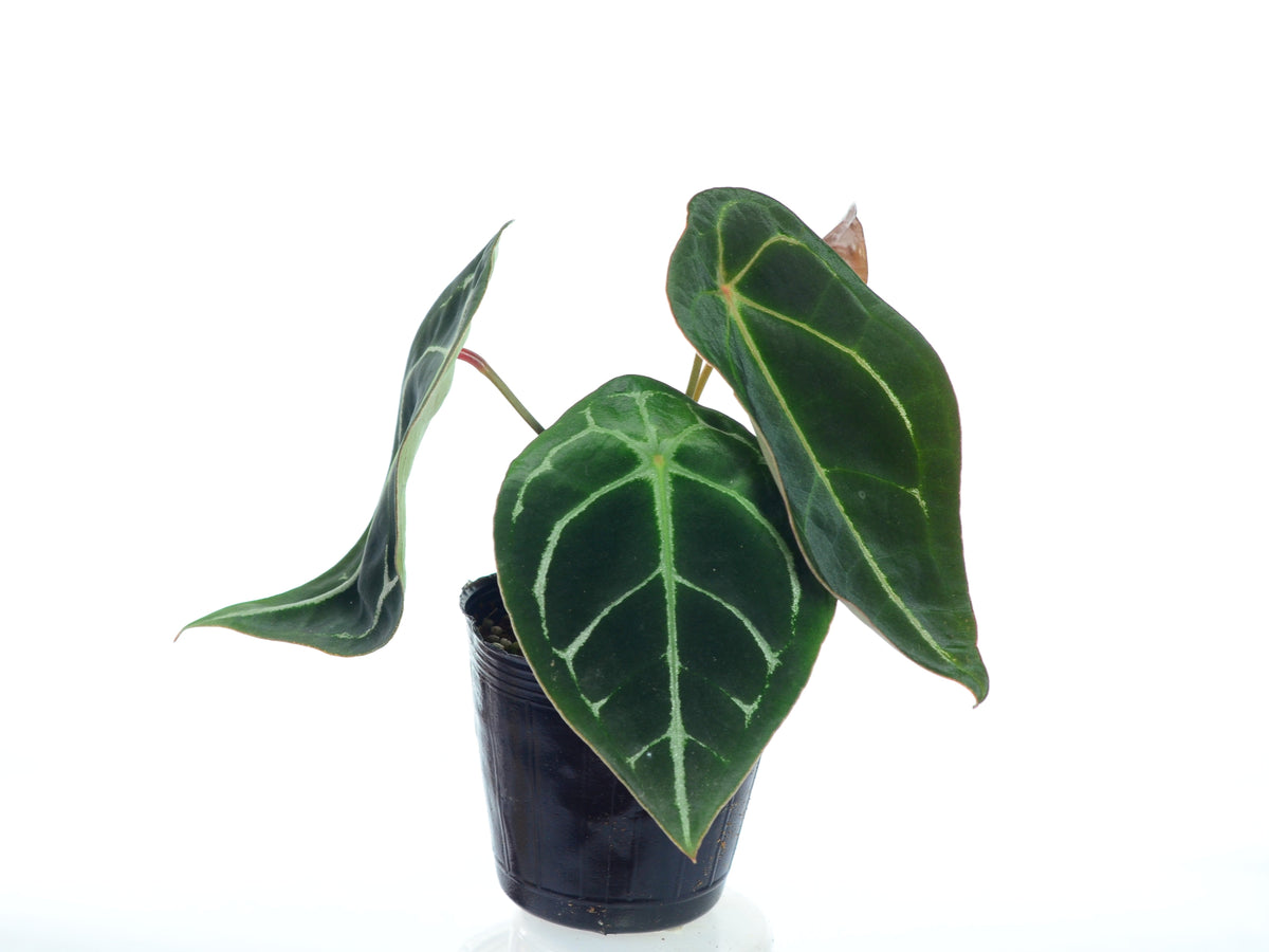 Anthurium forgetii white stripes (seedling) — Ecuagenera USA Corp