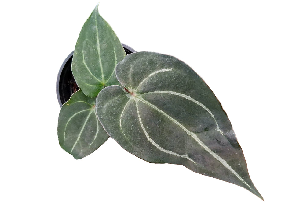 Anthurium forgetii white stripes x Anthurium carlablackiae