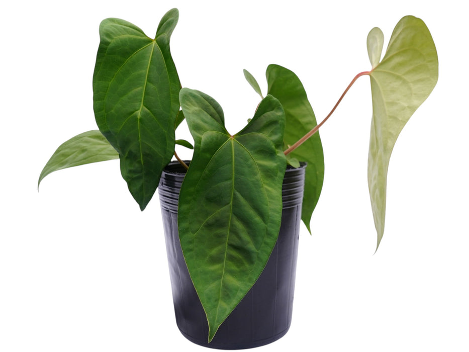Anthurium forgetii x Anthurium sagittatum (Big)