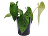 Anthurium forgetii x Anthurium sagittatum (Big)