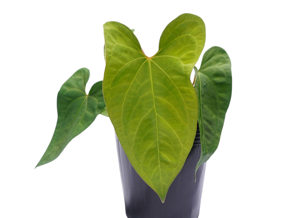 Anthurium forgetii x Anthurium sagittatum (Big)