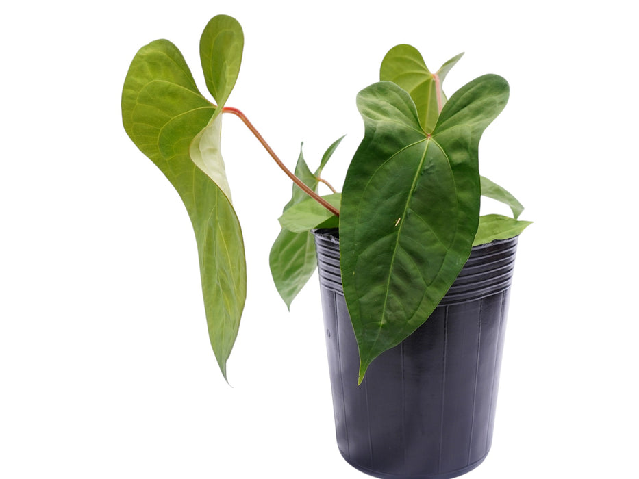 Anthurium forgetii x Anthurium sagittatum (Big)