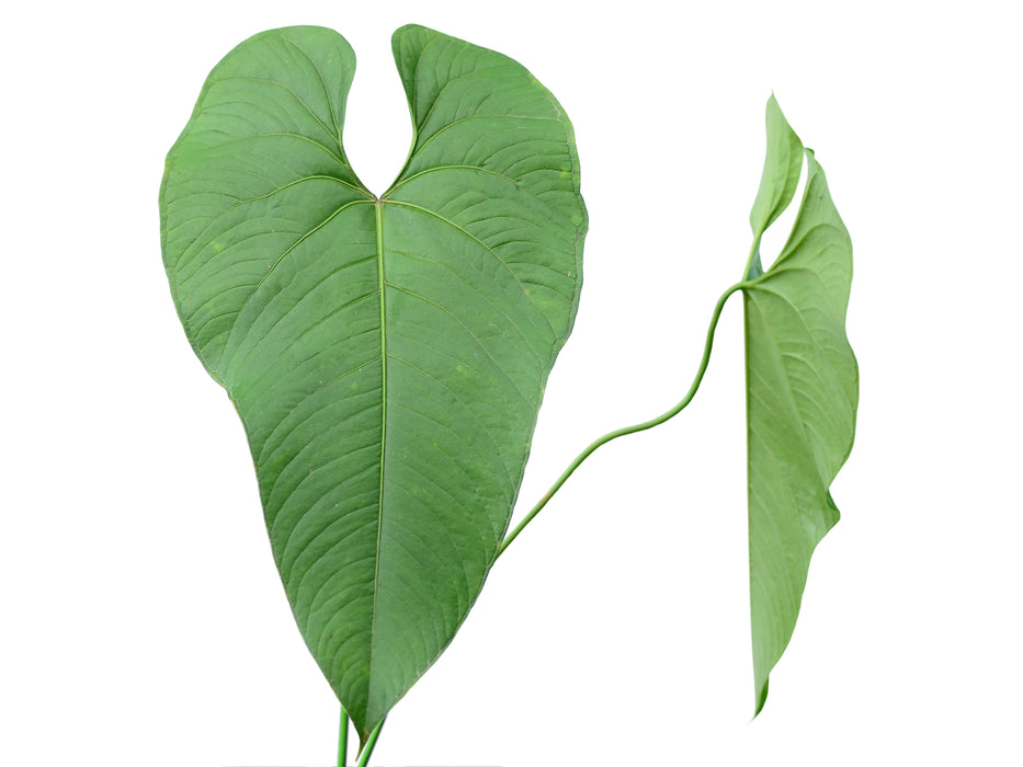 Anthurium formosum