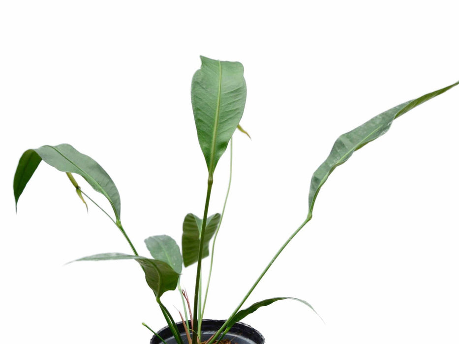 Anthurium fornicifolium