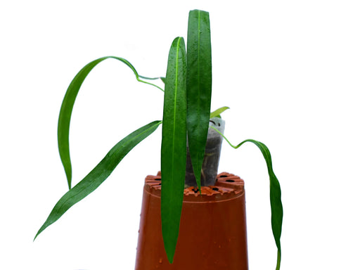 anthurium friedrichsthalii care Anthurium friedrichsthalii - Bird's Nest Anthurium