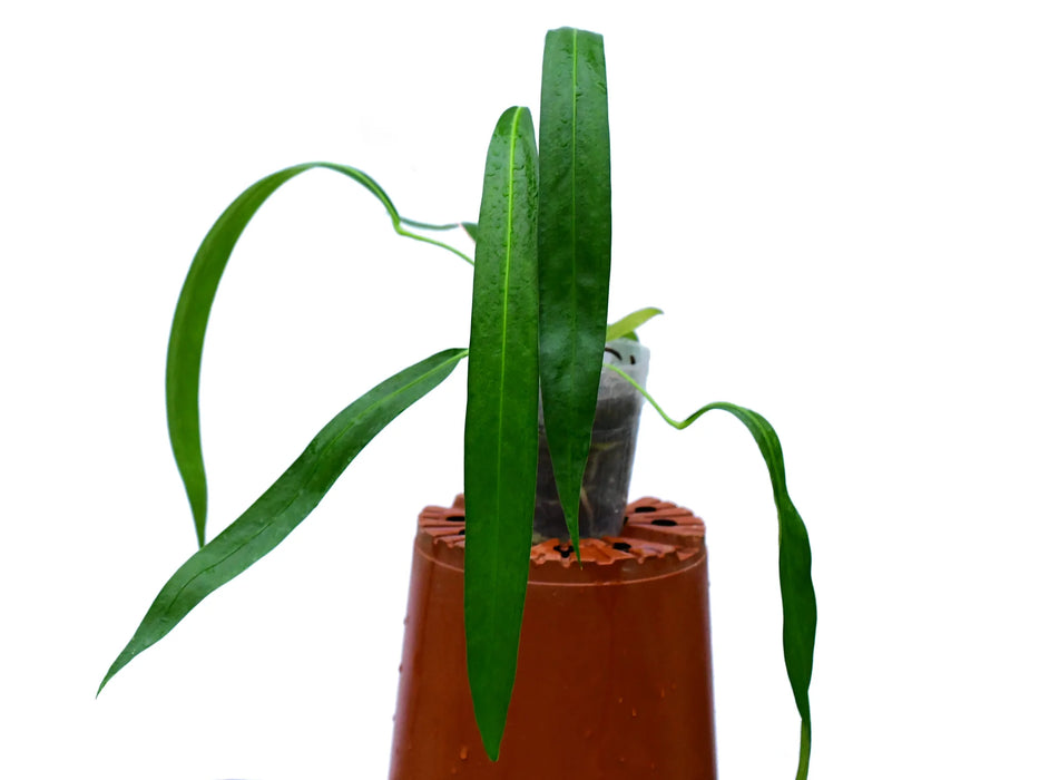 Anthurium friedrichsthalii (seedling)