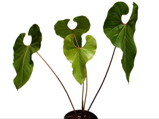 largest anthurium Anthurium giganteum - Large Leaf Tropical Plant