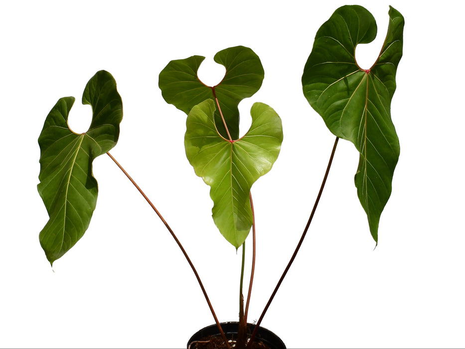 Anthurium giganteum