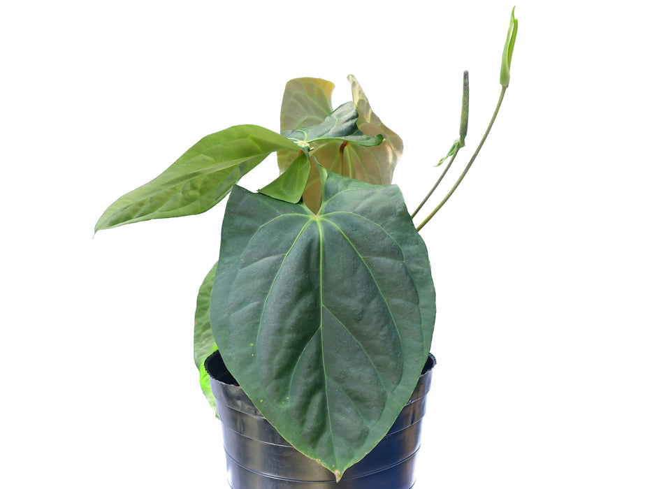 Anthurium giganteum verde x Anthurium besseae aff (seedling)