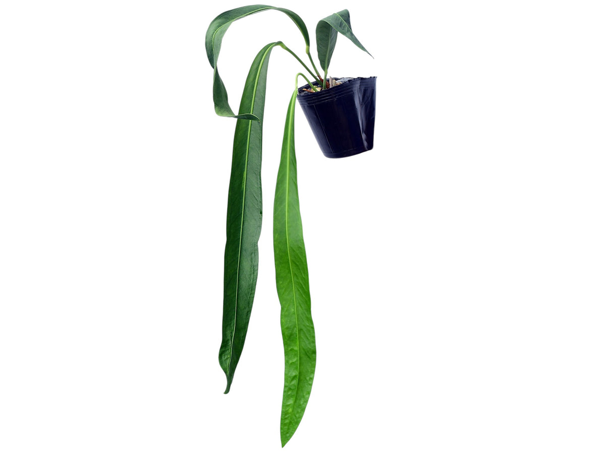 anthurium glabra Anthurium gladiifolium - Sword Leaf Anthurium