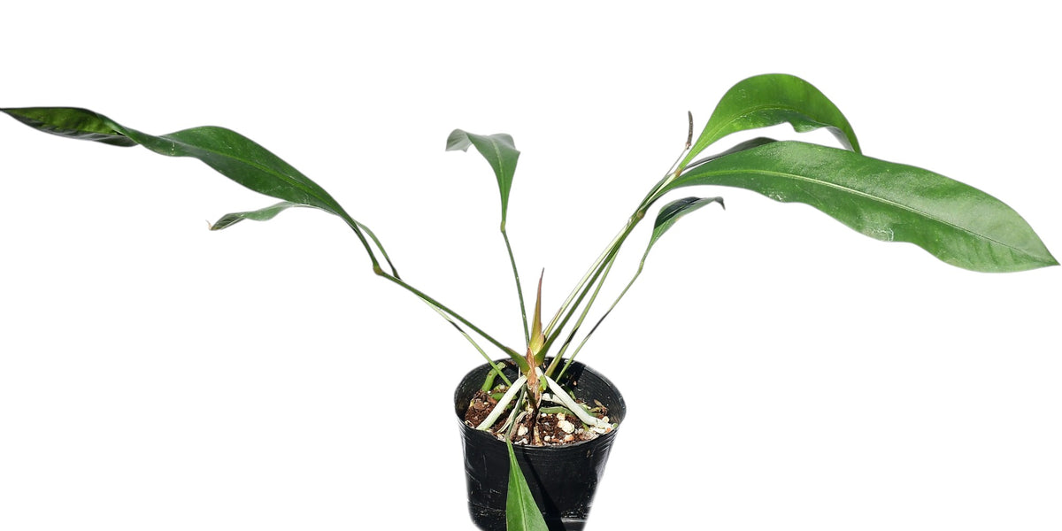 bonsai erde hausmischung Bonsaierde Hausmischung 2 L main image 1