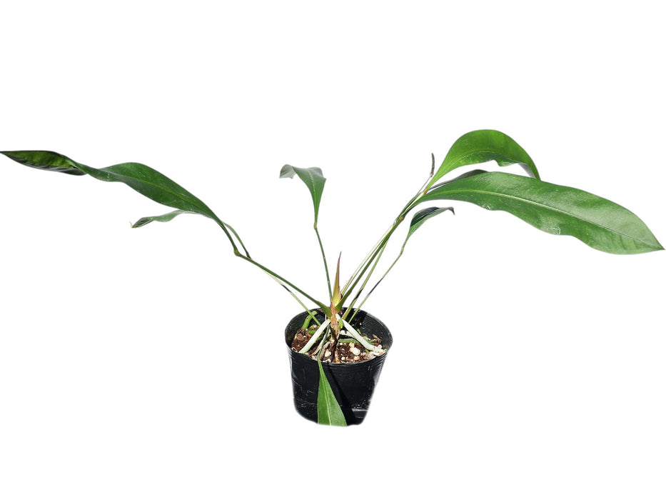 anthurium musketeer gastone Anthurium gracile - Elegant Lance Leaf Anthurium