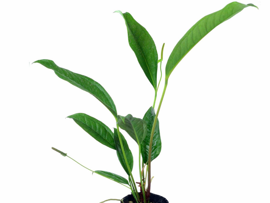 philodendron gracile Anthurium gracile Ecuagenera Clone - Robust Leaf Form
