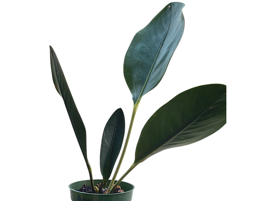 Anthurium gracile 'Norte'