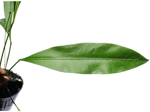 Anthurium Hookeri variegated