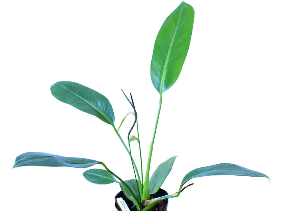 anthurium paddle leaf Anthurium guayaquilense cf