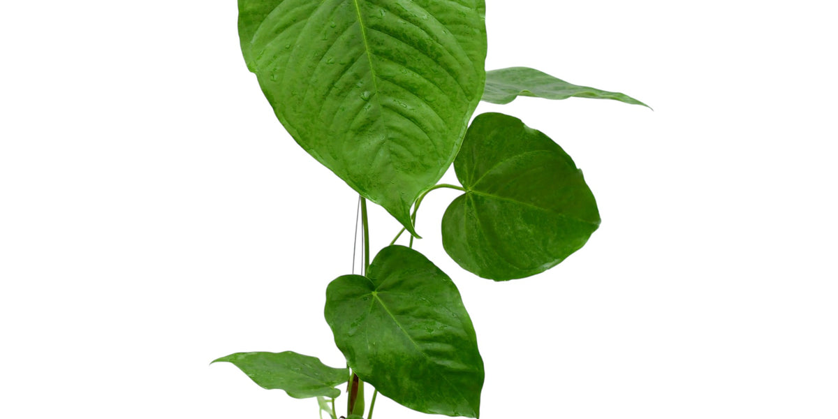 Anthurium gustavii cf