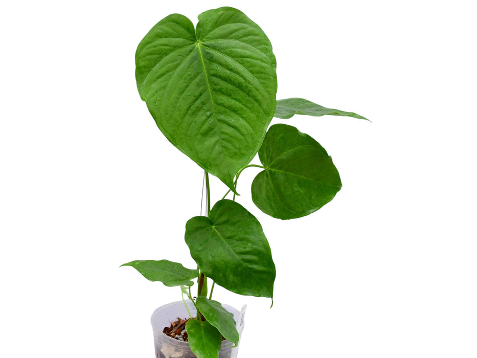 anthurium e gatti Anthurium gustavii cf
