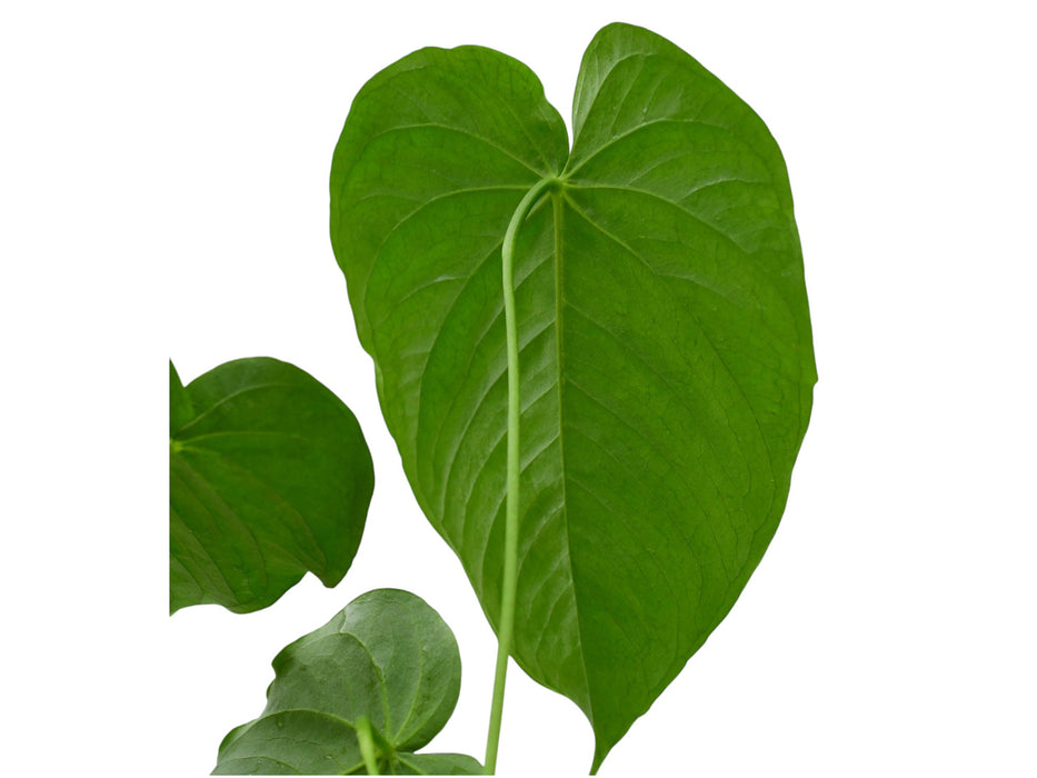 anthurium gustavii Anthurium gustavii cf