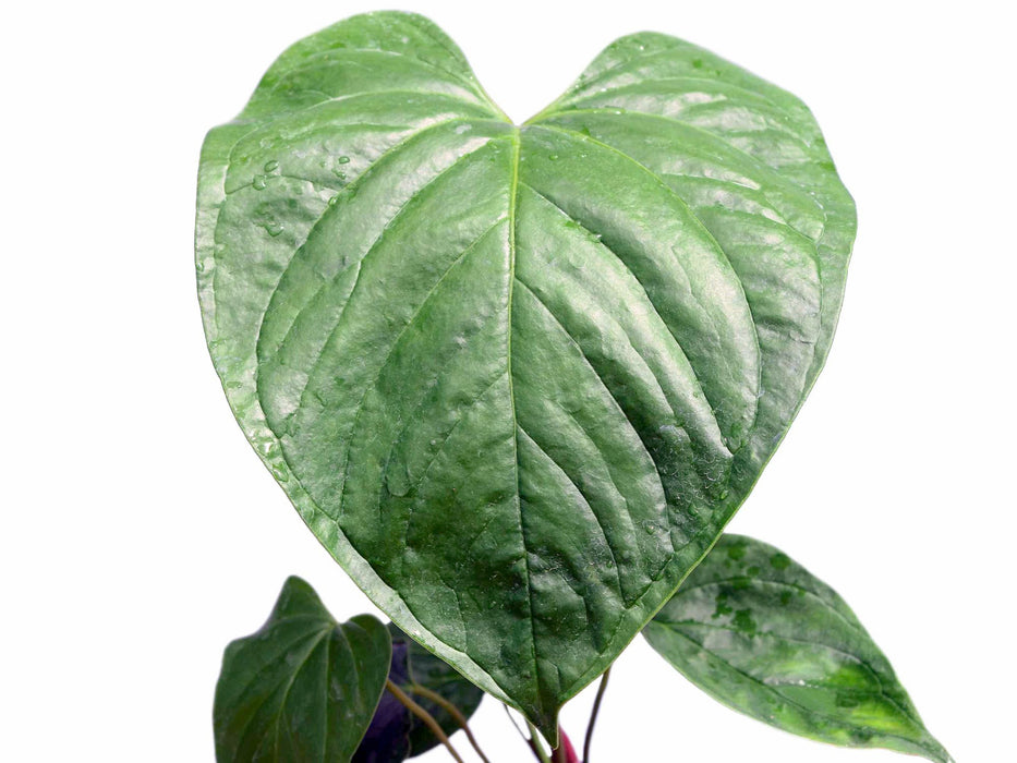 Anthurium gymnopus 2