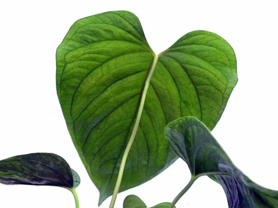 Anthurium gymnopus 2