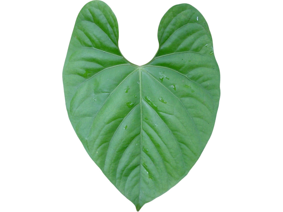 Anthurium gymnopus 2