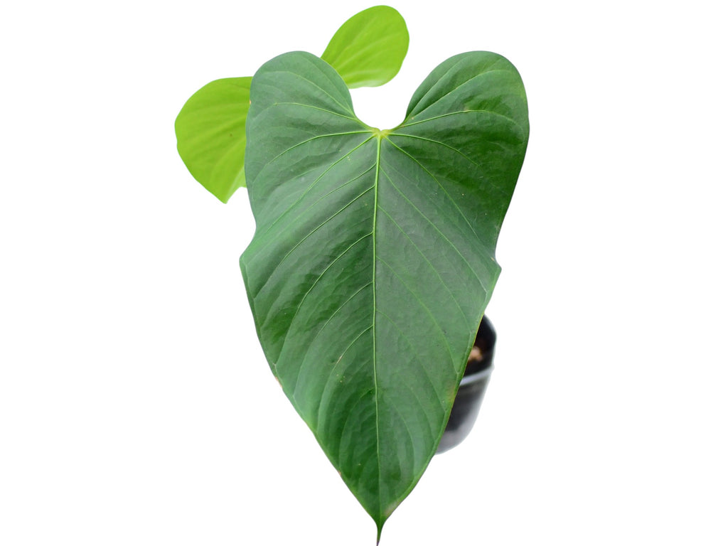 anthurium gymnopus 4 Anthurium gymnopus 3