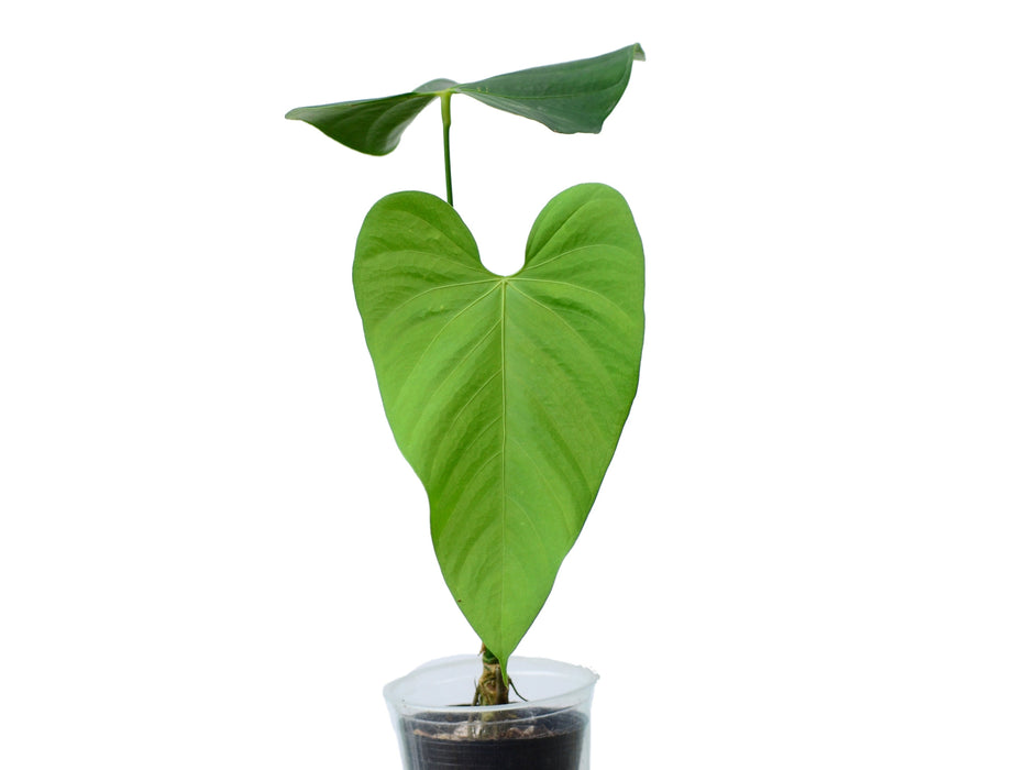anthurium gymnopus 4 Anthurium gymnopus 3