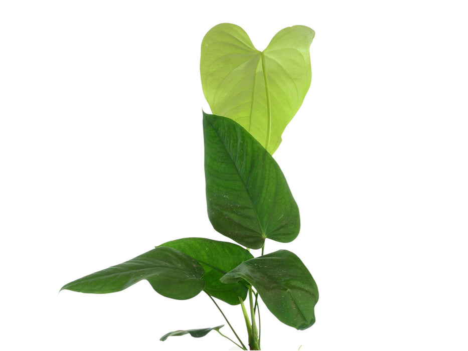 anthurium gymnopus Anthurium gymnopus 3 (seedling)