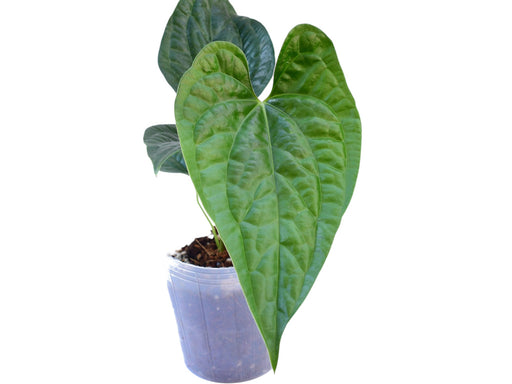 anthurium aff gymnopus Anthurium Black Luxury