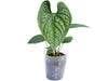 Anthurium Black Luxury