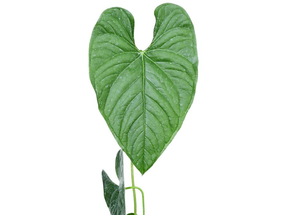 Anthurium gymnopus purple