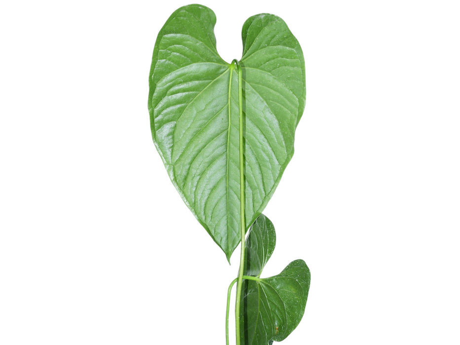 Anthurium gymnopus purple