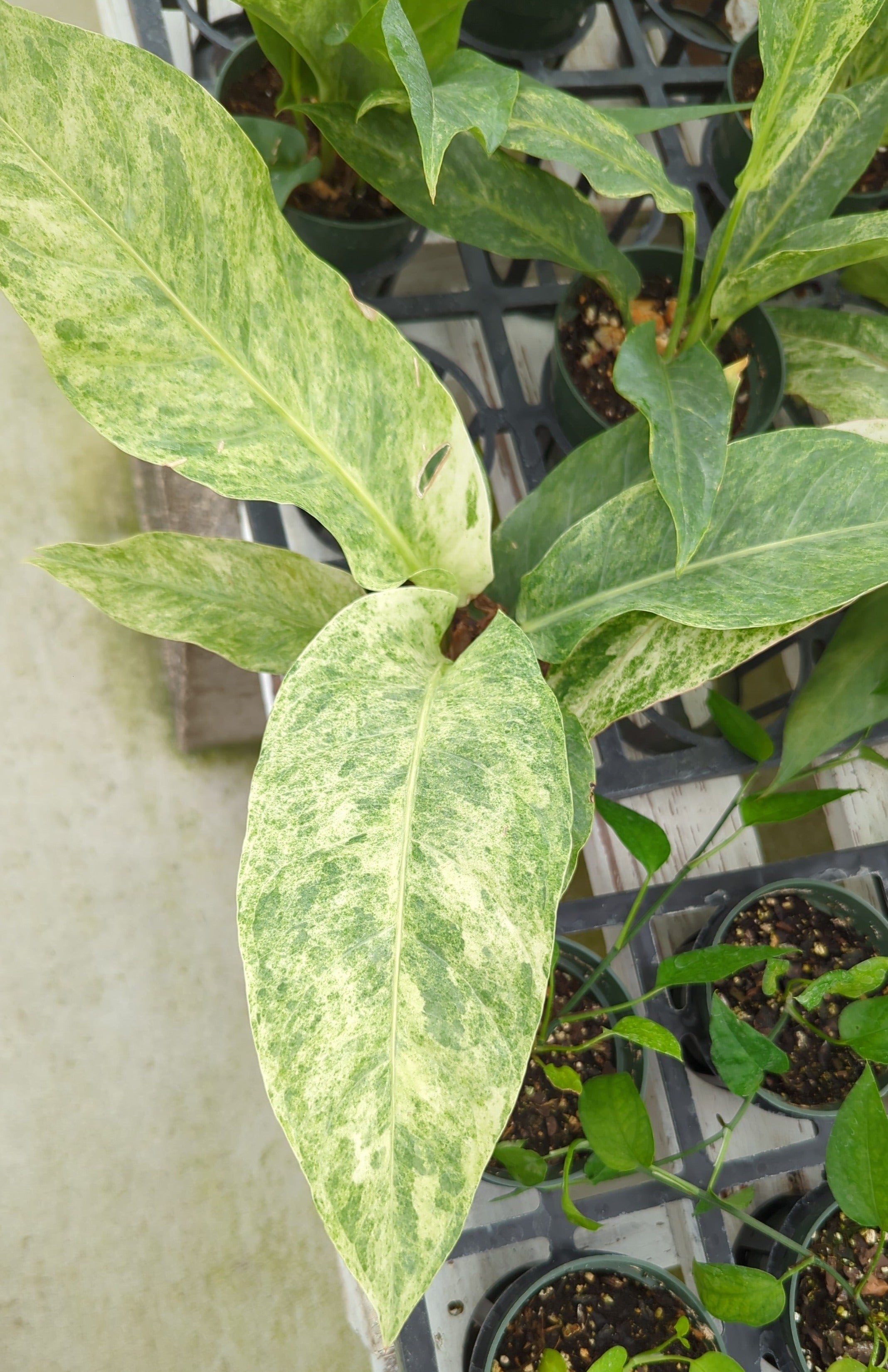 Anthurium Hookeri variegated  Ecuagenera USA Corp