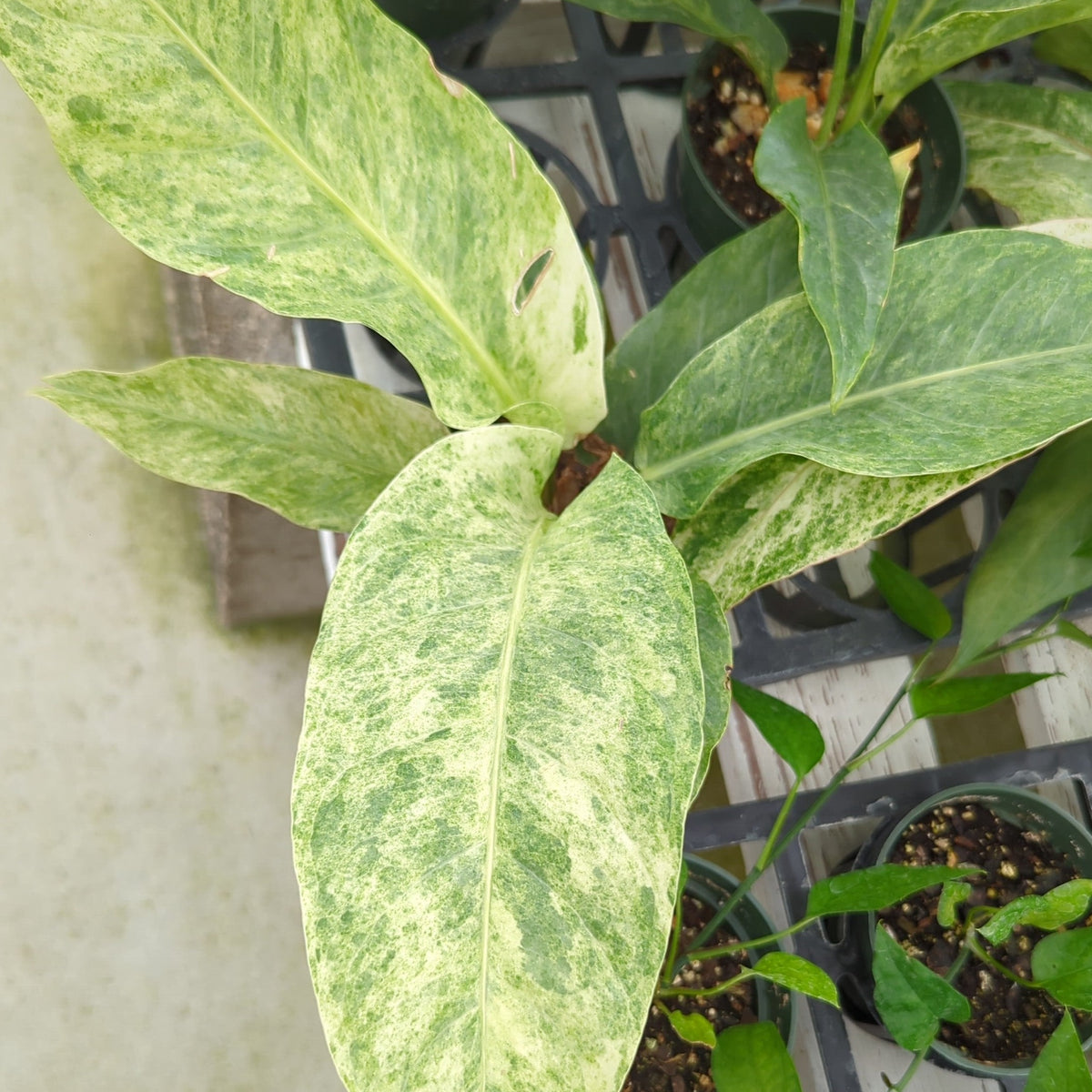 Anthurium Hookeri variegated